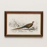 Fácán tradicionális keretben