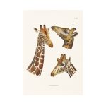 Zsiráf portrék print