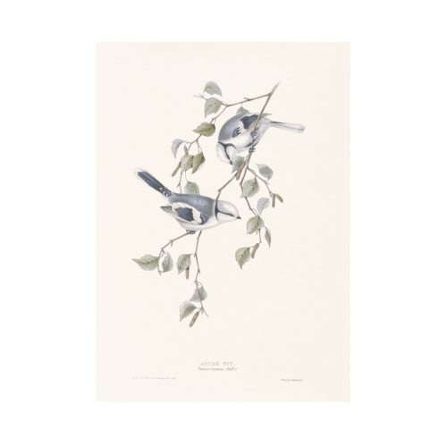 Lazúrcinege print