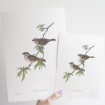 Mezei veréb print