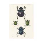 Díszbogárfélék print