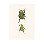 Zöld ékszerbogárfélék print