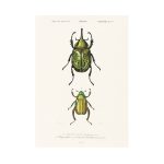 Zöld ékszerbogárfélék print