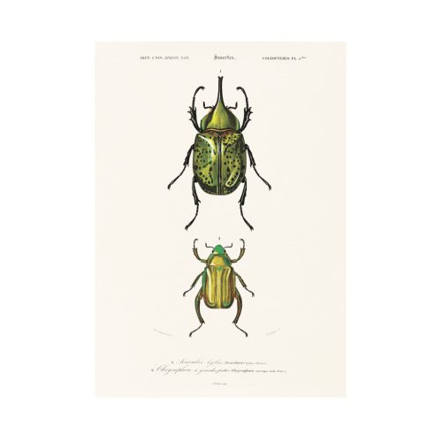 Zöld ékszerbogárfélék print
