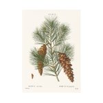Fenyőág print