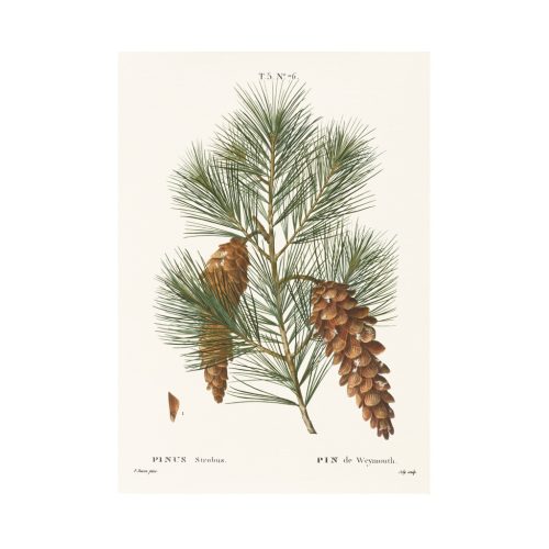 Fenyőág print