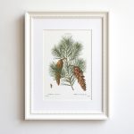 Fenyőág print
