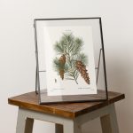 Fenyőág print