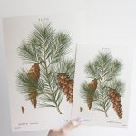 Fenyőág print