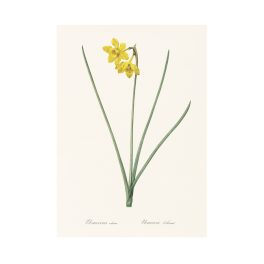 Sárga nárcisz print